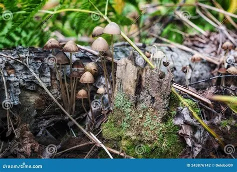 Behandlung mit Psilocybin